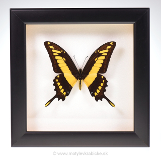 Papilio thoas