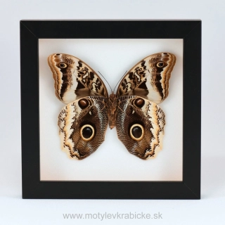 Caligo atreus