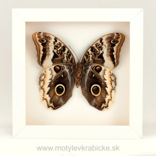 Caligo atreus
