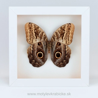 Caligo memnon