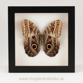 Caligo memnon