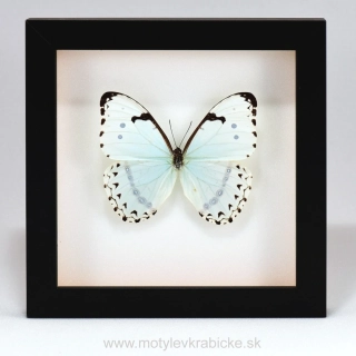 Morpho cetenarius