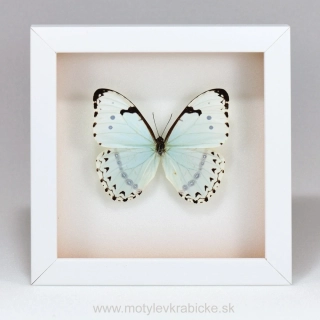 Morpho cetenarius