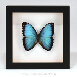 Morpho peleides