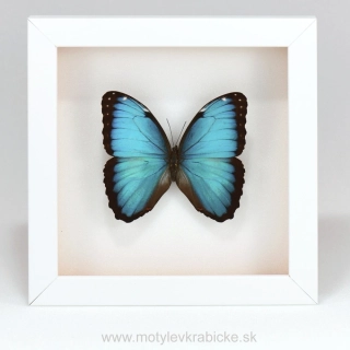Morpho peleides