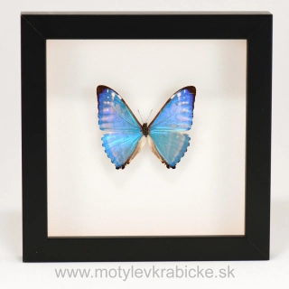 Morpho zephyritis