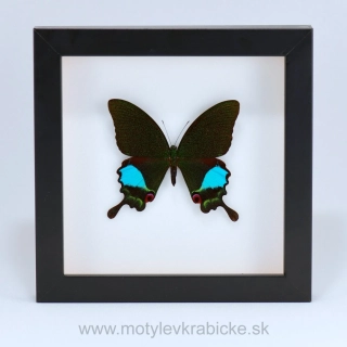 Papilio karna