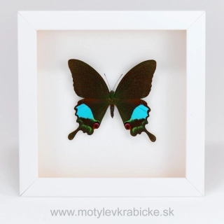 Papilio karna