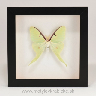 Actias luna