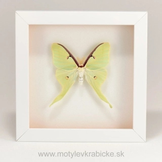 Actias luna