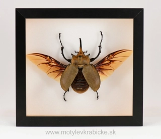 Megasoma elephas