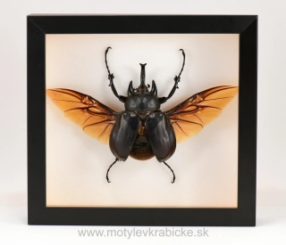 Megasome actaeon