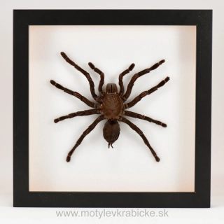 Haplopelma sp.