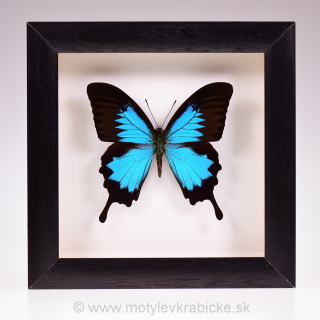 Papilio ulysses